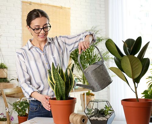 Vouspourrez arrover plantes et légumes sans crainte grâce à l'adoucisseur d'eau domestique. Vouspourrez arrover plantes et légumes sans crainte grâce à l'adoucisseur d'eau domestique.